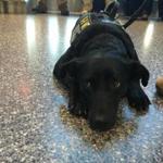 Jazz, a 3-year-old black lab, started working at Logan Airport earlier this month. 
